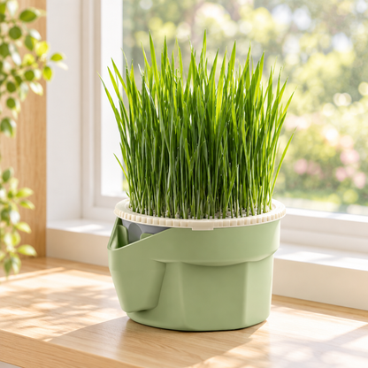 Cat grass planter on a sunlit windowsill