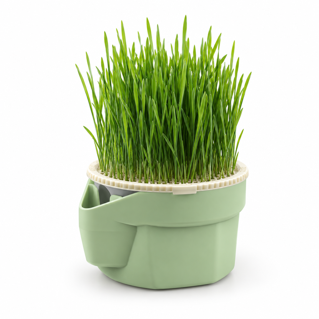 Cat grass planter on a white background